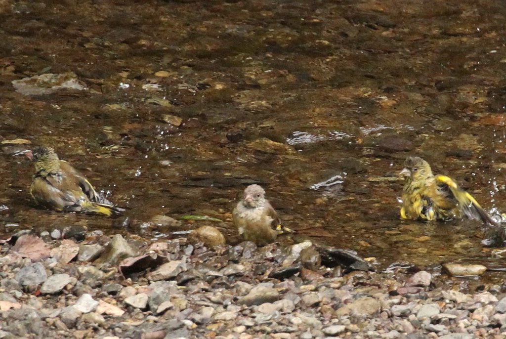 �J�����q���̐��V��