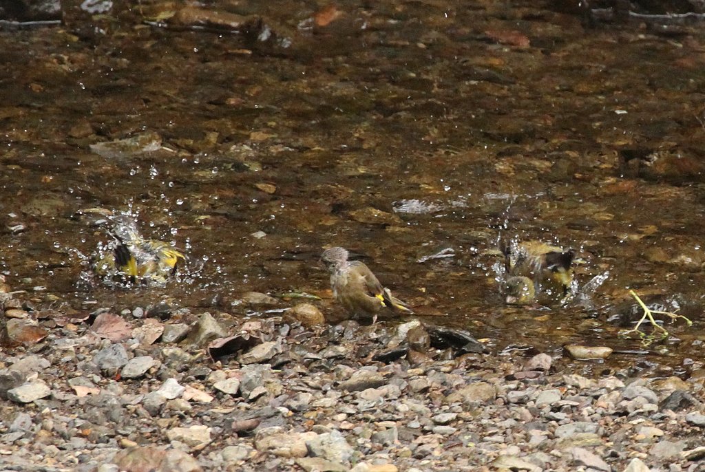 �J�����q���̐��V��