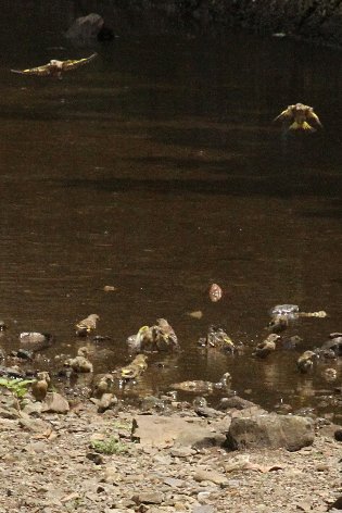 �J�����q���̈�˒[��c