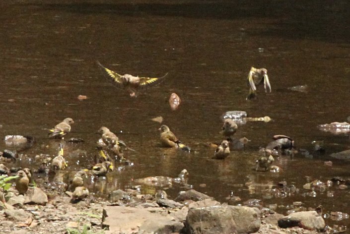 �J�����q���̈�˒[��c