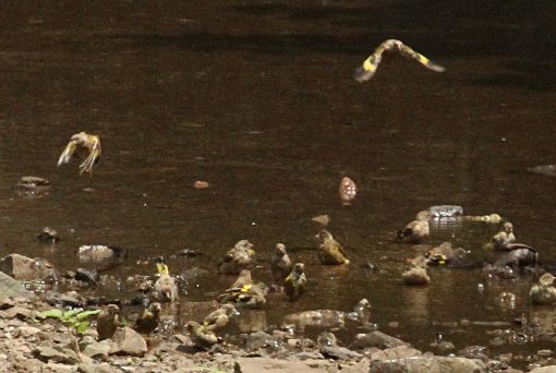 �J�����q���̈�˒[��c