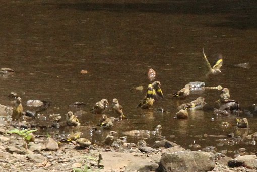 �J�����q���̈�˒[��c