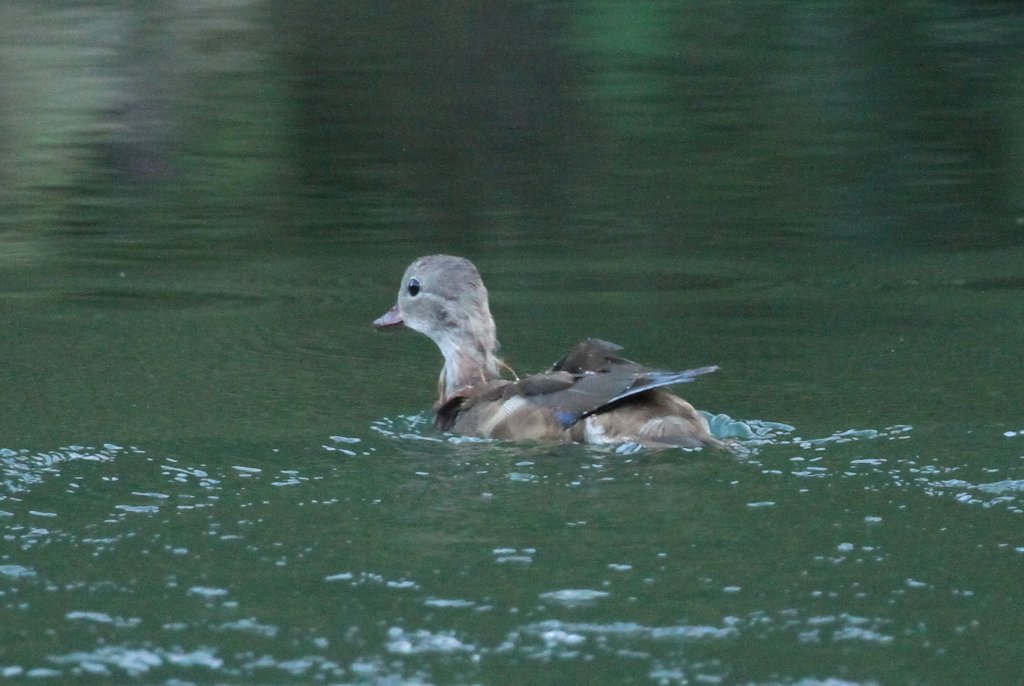 �I�V�h���i���j