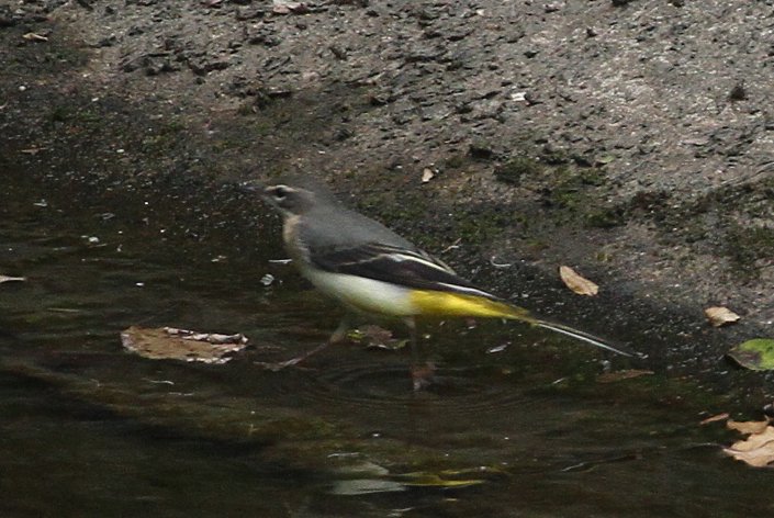 �L�Z�L���C