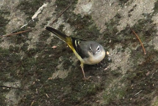 �L�Z�L���C