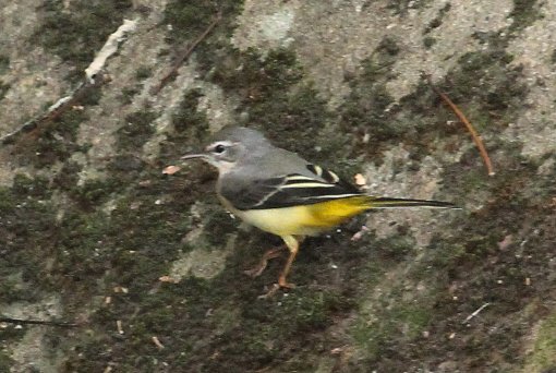 �L�Z�L���C