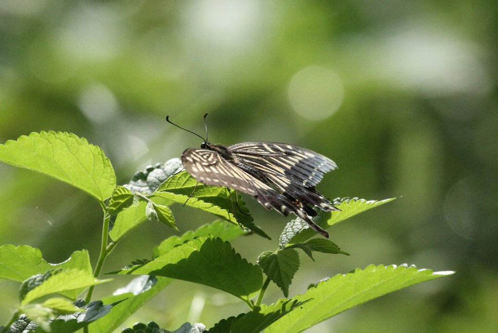 �i�~�A�Q�n