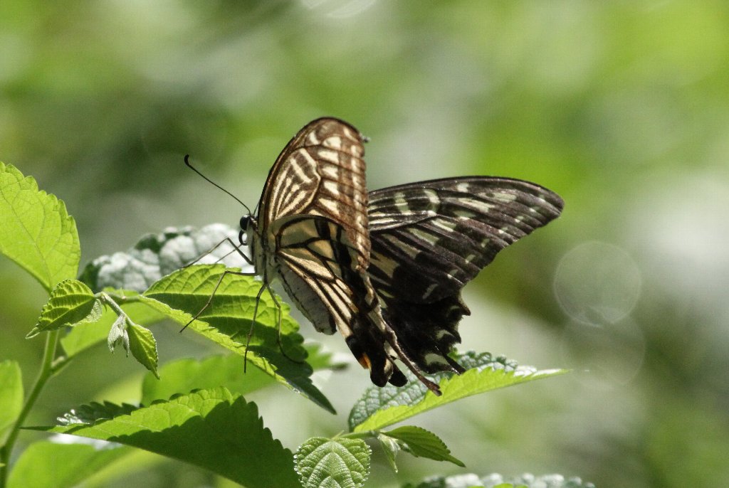 �i�~�A�Q�n