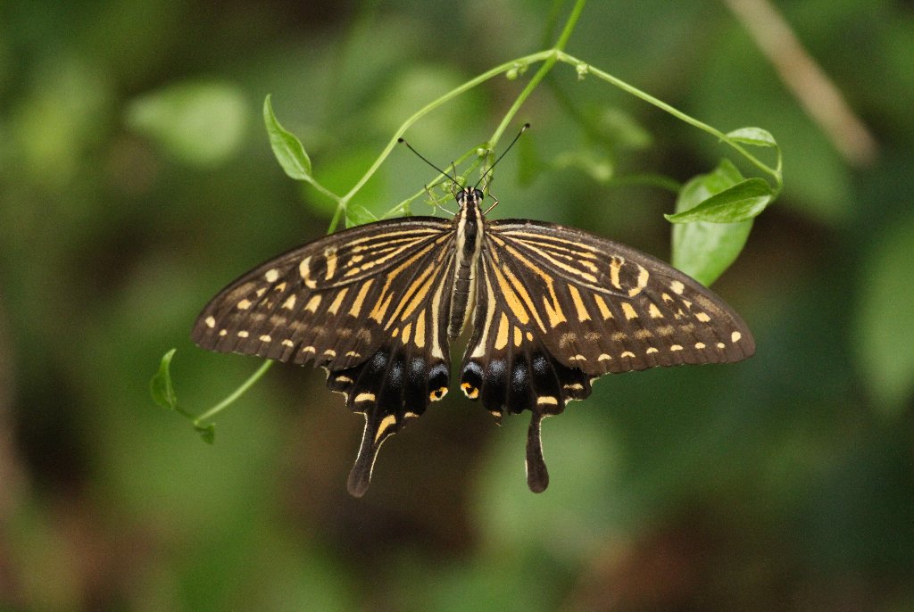 �i�~�A�Q�n