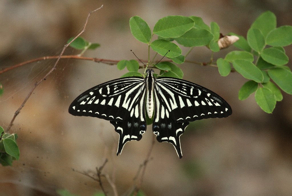 �i�~�A�Q�n