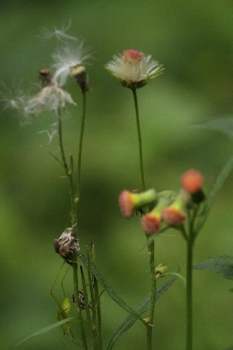 �A�L�m�m�Q�V