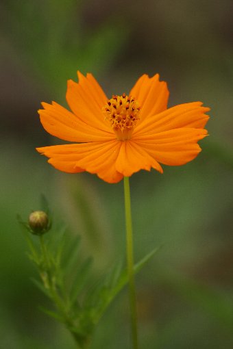 ���ԃR�X���X