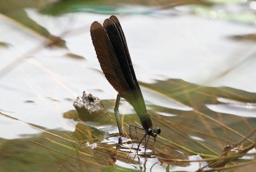 �n�O���g���{