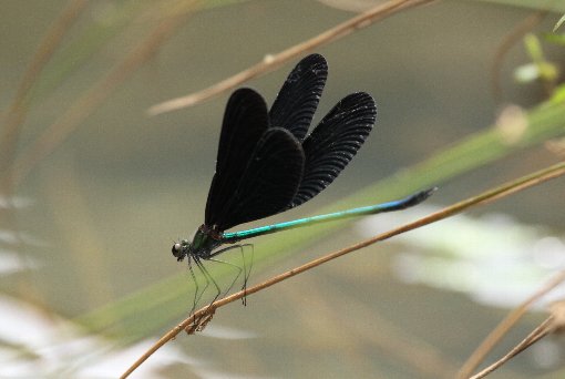 �n�O���g���{