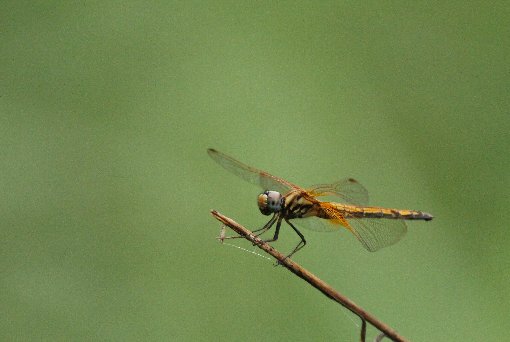 �x�j�g���{