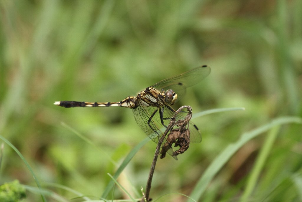 �V�I�J���g���{