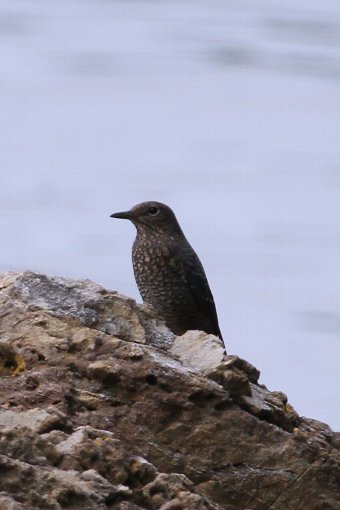 �C�\�q���h��