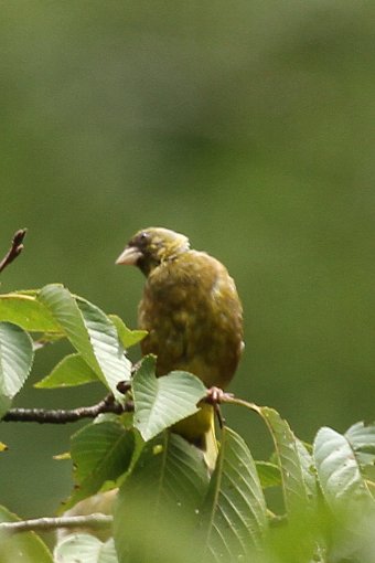 �J�����q��