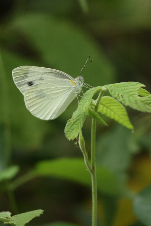 �����V���`���E