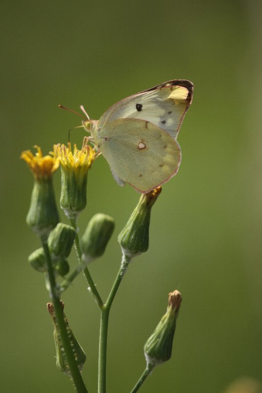 �����L�`���E