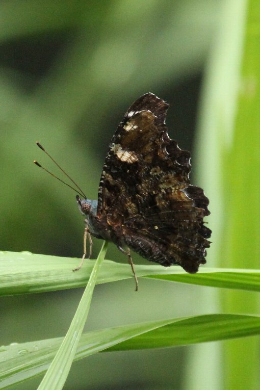 �����^�e�n