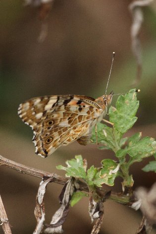 �q���A�J�^�e�n