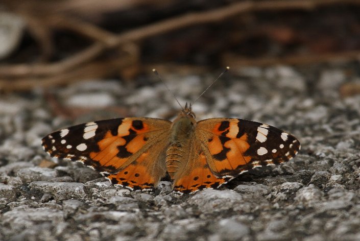 �q���A�J�^�e�n