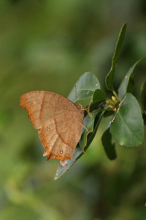 �N���R�m�}�`���E