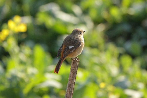 �W���E�r�^�L