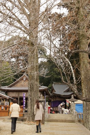 �V���{����