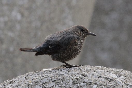 �C�\�q���h���@��