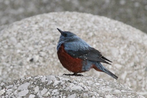 �C�\�q���h���@��