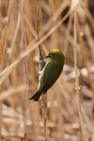 �C�ɂȂ鏗�̎q