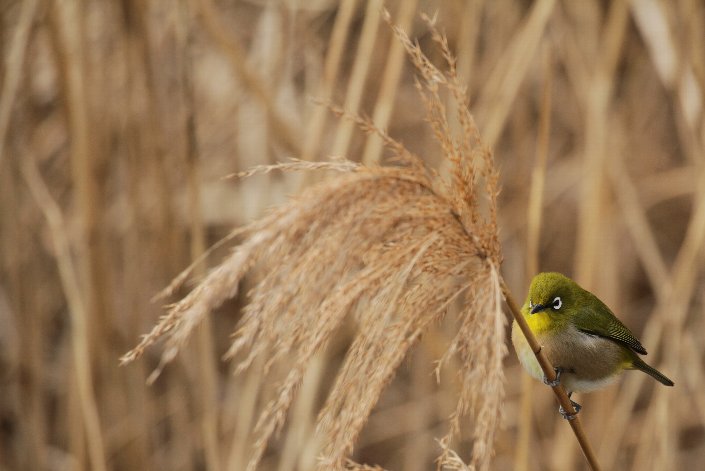 ���W����