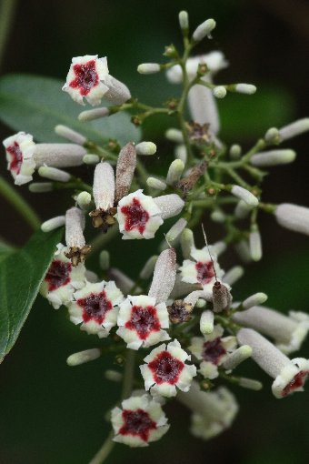 �w�N�\�J�Y��