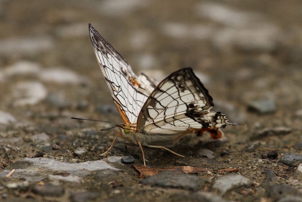 �C�V�K�P�`���E