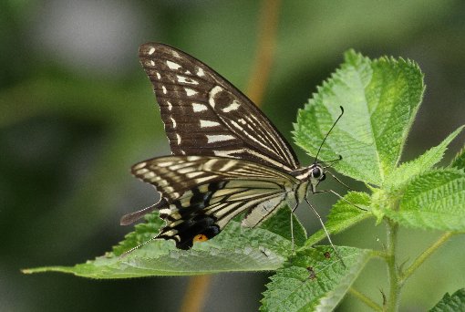 �i�~�A�Q�n