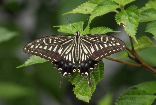 �i�~�A�Q�n