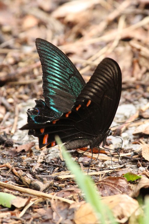 �J���X�A�Q�n