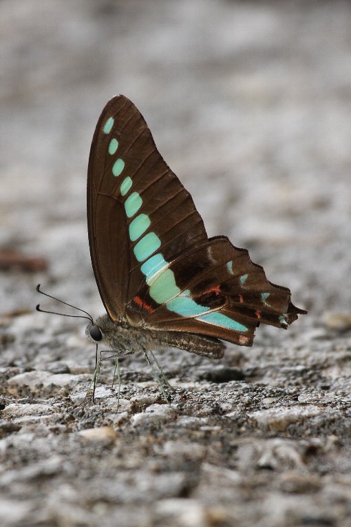 �A�I�X�W�A�Q�n