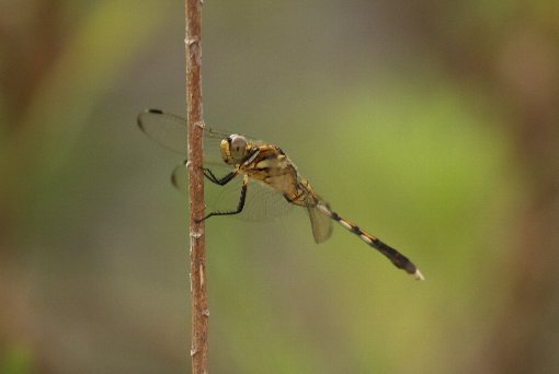 �V�I�J���g���{