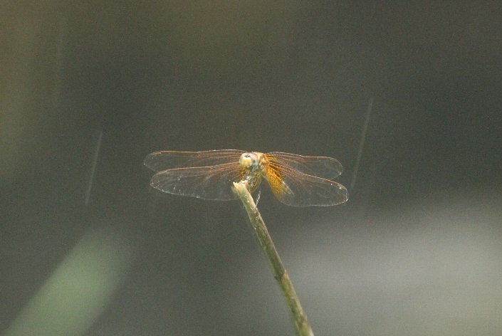 �x�j�g���{�@��