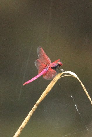 �x�j�g���{�@��