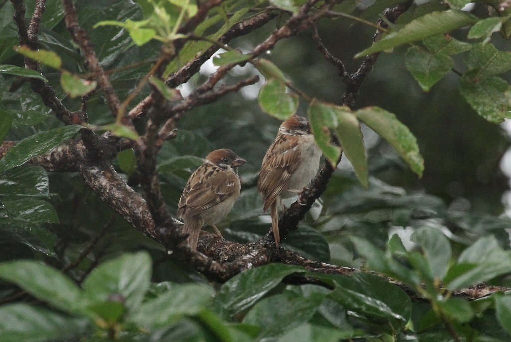 ���̉J�h��