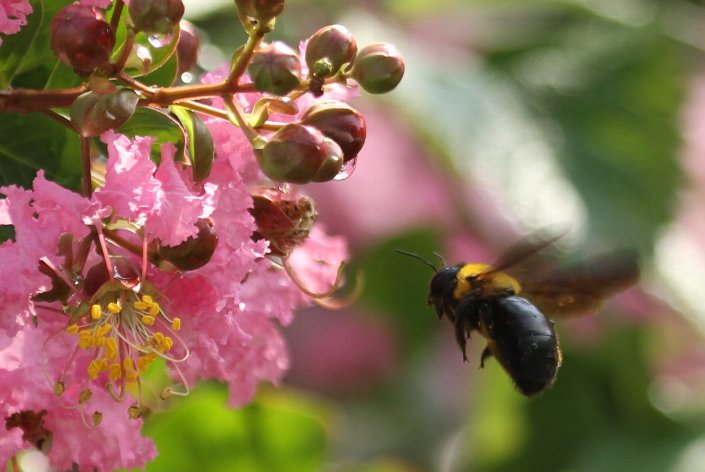 �N�}�o�`�̔�s