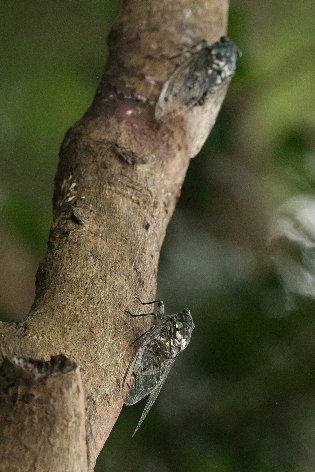 �~���~���[�~