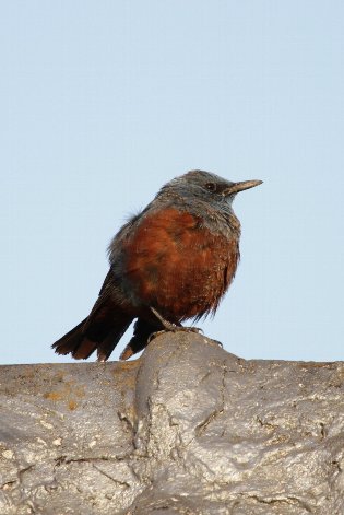 �C�\�q���h��