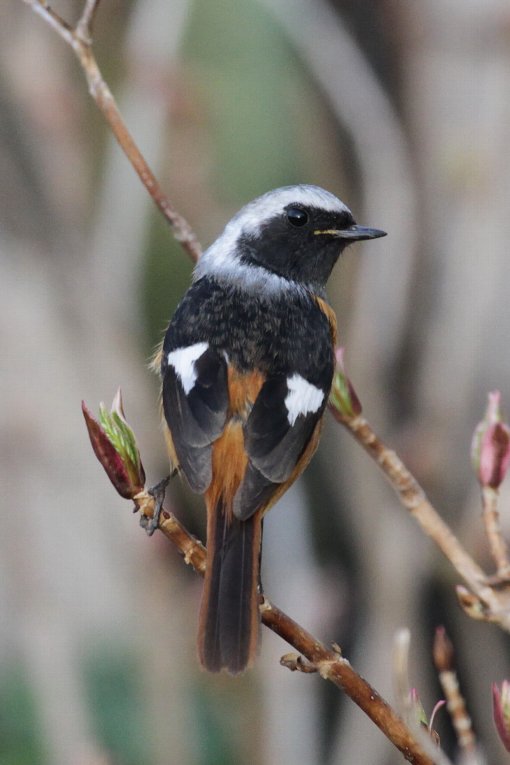 �W���E�r�^�L