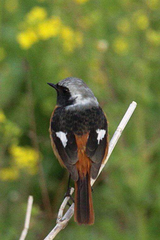 �W���E�r�^�L