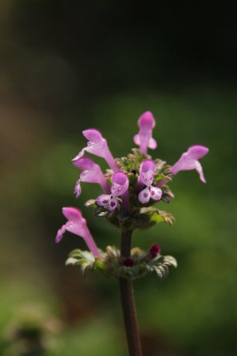 �z�g�P�m�U